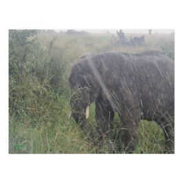 Póster Chove na África