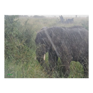 Póster Chove na África