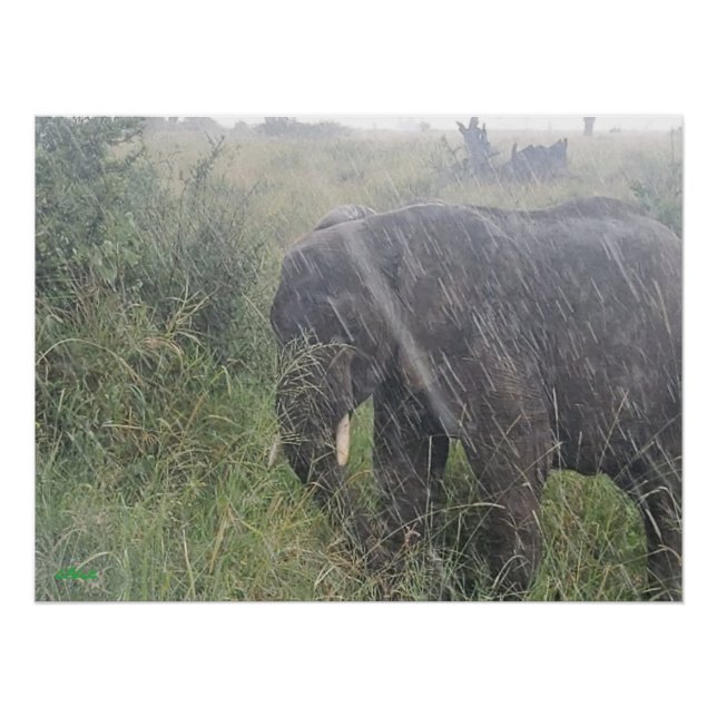 Póster Chove na África (Frente)