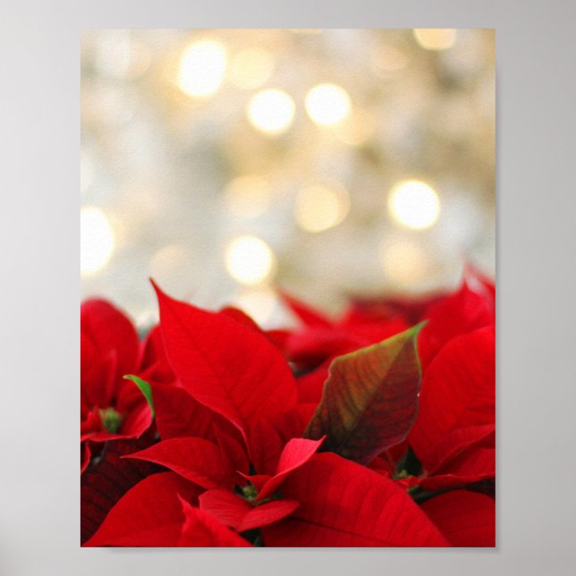 Poster Christmas Poinsettia (Frente)