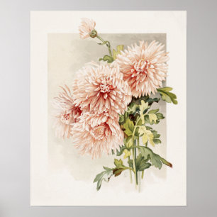 Poster Chryanthemums De Vintagem Rosa-Rosa-Elegante