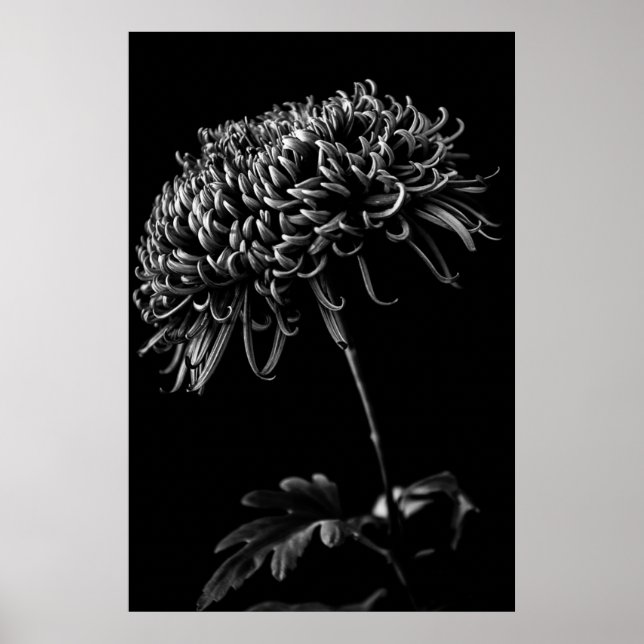 Poster Chrysanthemum (Frente)