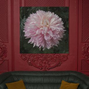 Póster Chrysanthemum Bloom Floral Rosa