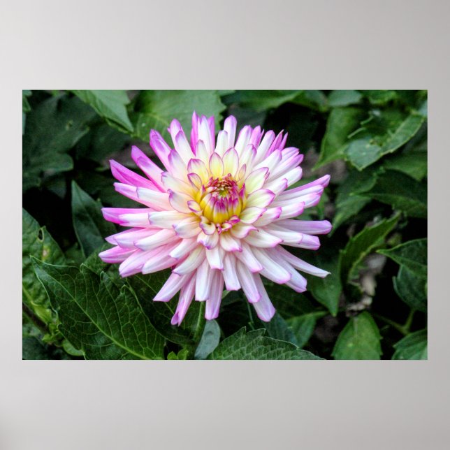 Poster Chrysanthemum, Bute Park, Cardiff, Wales (Frente)