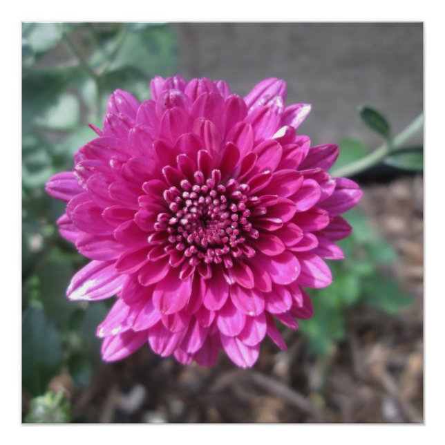 Póster Chrysanthemum Dark Red Flower (Frente)