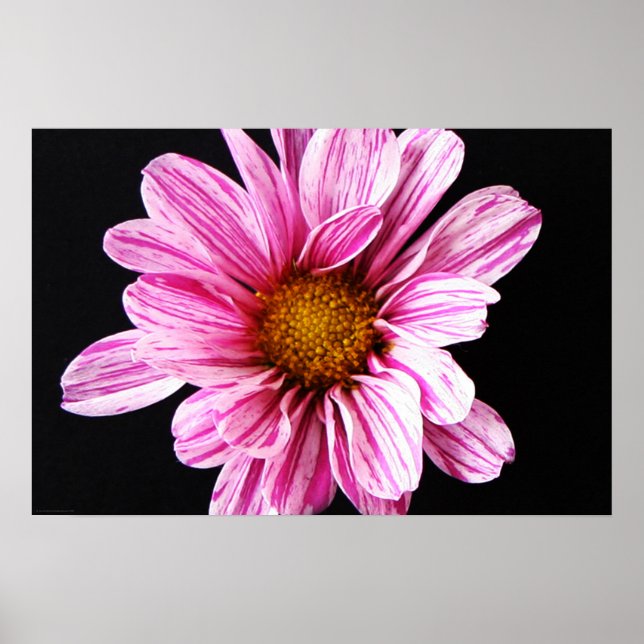 Poster Chrysanthemum Flower wapcnm (Frente)