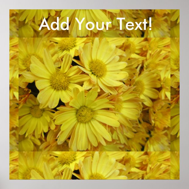 Poster Chrysanthemum Group Plant Yellow (Frente)