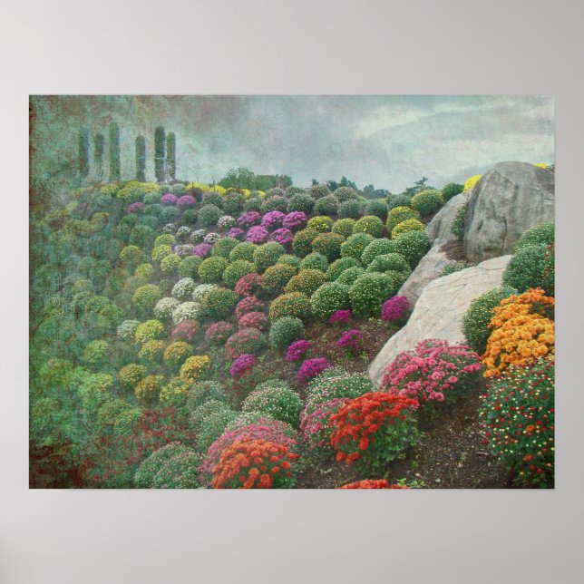Poster Chrysanthemum Hill Ott's Greenhouse Pensilvânia (Frente)