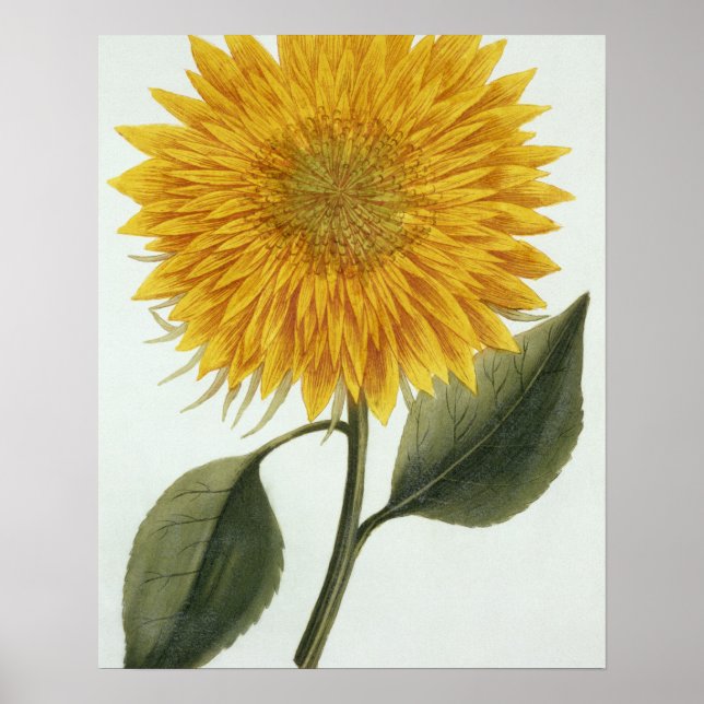 Poster Chrysanthemum Indicum do 'Pythanthoza Iconograph (Frente)
