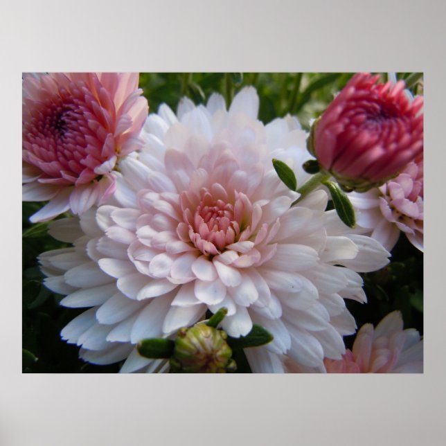 Poster Chrysanthemum Rosa Suave (Frente)