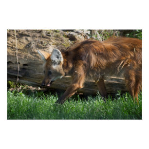 Póster Chrysocyon brachyurus