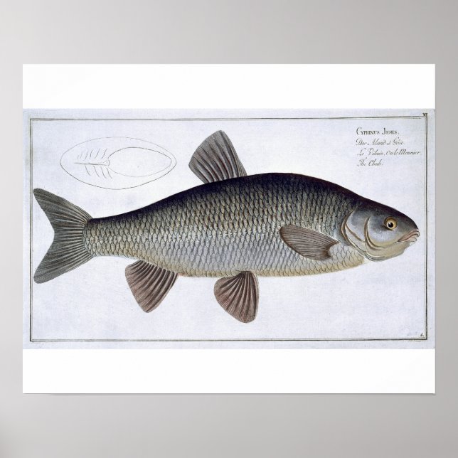 Póster Chub (Cyprinus Jeses) placa VI de Ichtiologie, (Frente)