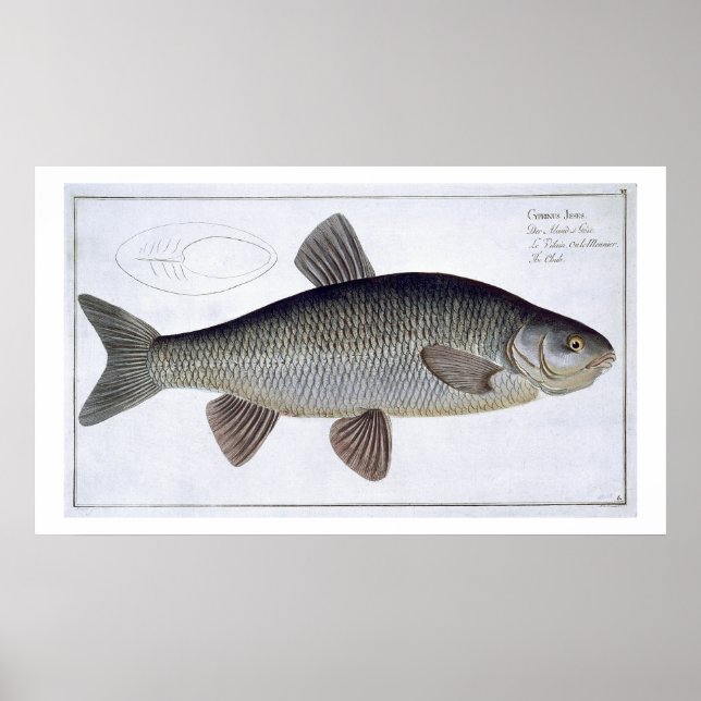 Póster Chub (Cyprinus Jeses) placa VI de Ichtiologie, (Frente)