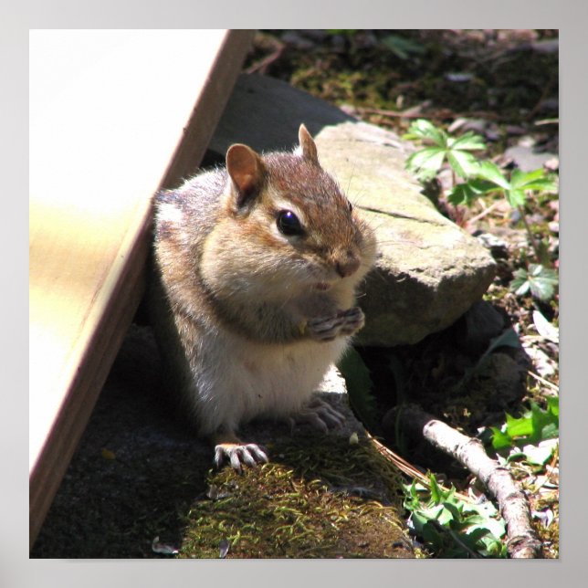 Poster Chubby Chipmunk (Frente)