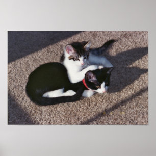 Póster Chuda & Sami