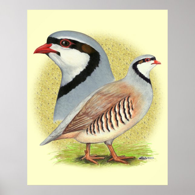 Póster Chukar Partridge Combo (Frente)