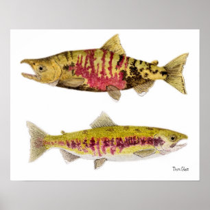 Poster Chum Salmon