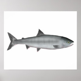 Poster Chum Salmon Ocean