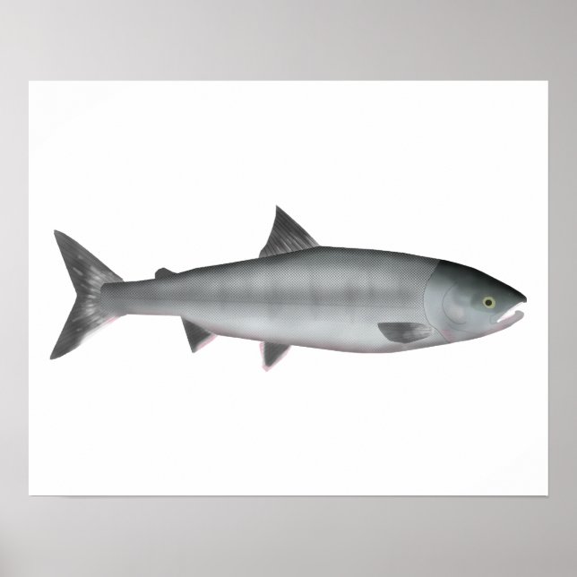 Poster Chum Salmon Ocean (Frente)