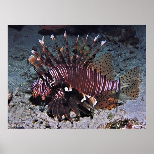 Poster Chuncky Lionfish (Frente)