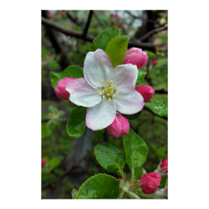Póster Chuva cai em flor pequena