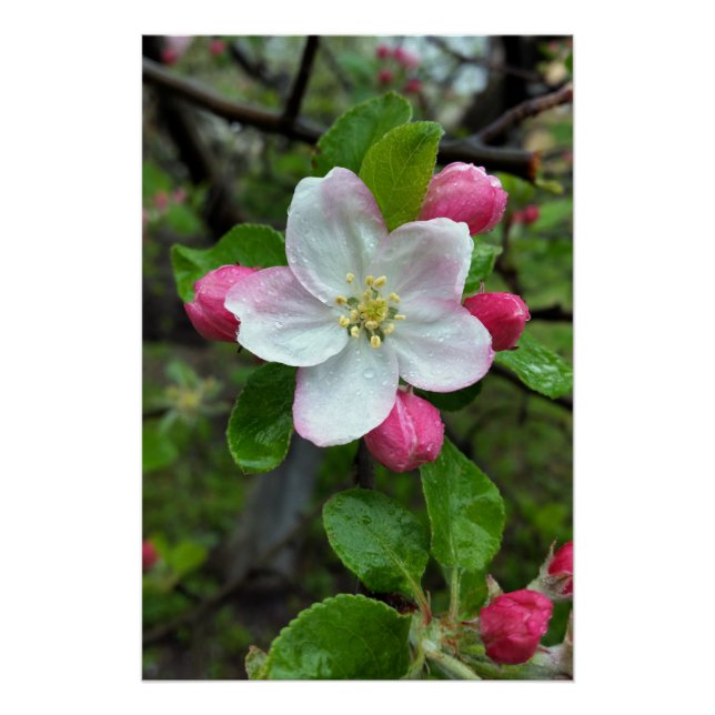 Póster Chuva cai em flor pequena (Frente)