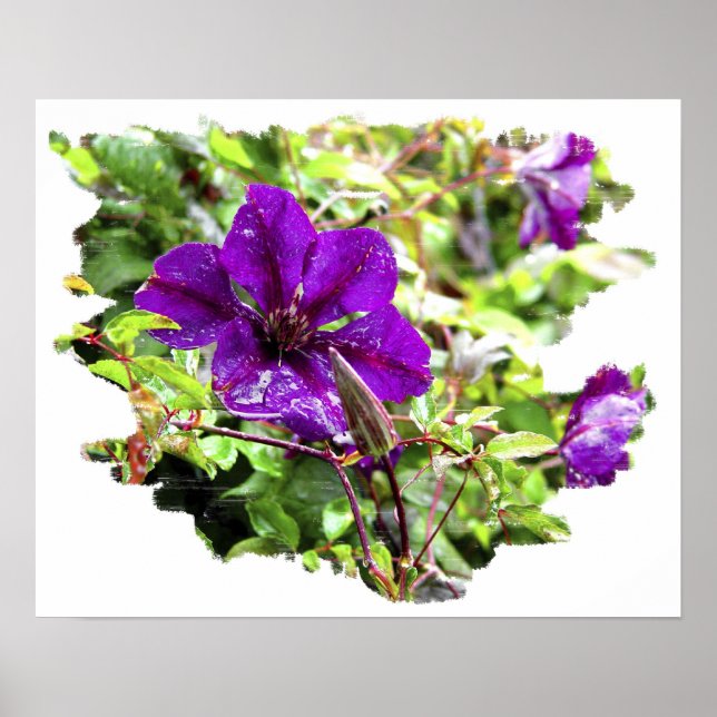 Póster Chuva Roxa (Frente)