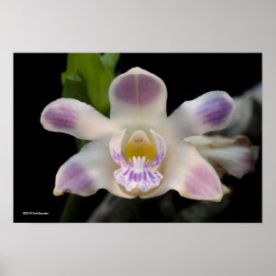 Poster Chysis Violacea