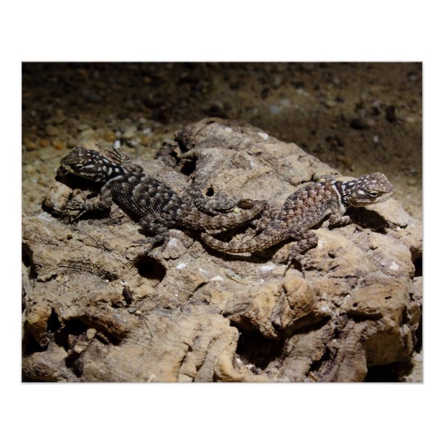 Póster Cianogenys celoporus (Frente)