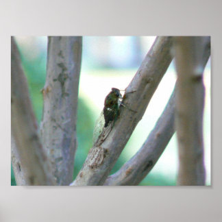 Poster Cicada