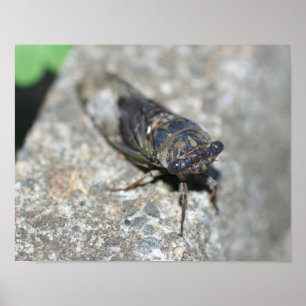 Póster Cicada Acima Próximo Inseto