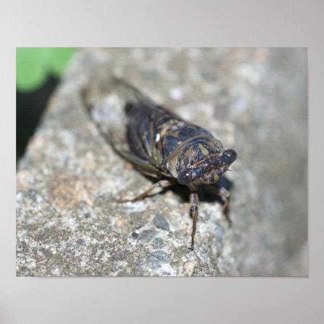 Póster Cicada Inseto Acima Próximo Inseto (Frente)