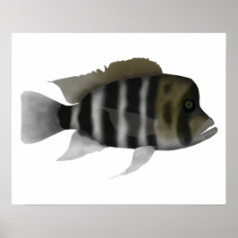 Poster Cichlid Humphead