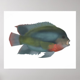 Poster Cichlid Redhead
