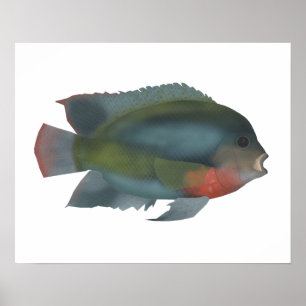 Poster Cichlid Redhead