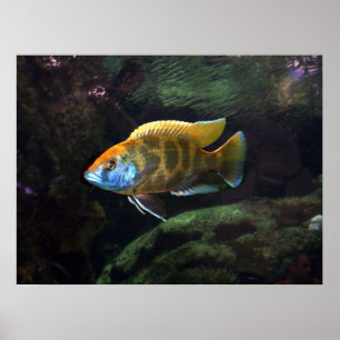 Póster Cichlidae do girafa