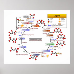 Poster Ciclo de ácido cítrico, ciclo do TCA, diagrama d