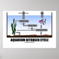 Ciclo de Azoto de Aquário (Ecologia)