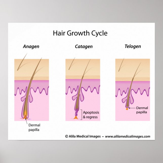 Póster Ciclo de crescimento do cabelo rotulado como diagr (Frente)