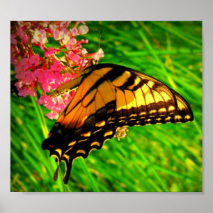 Póster Ciclo De Vida