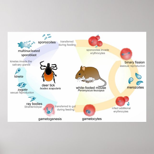 Póster Ciclo de vida da Babesia Parasita (Frente)