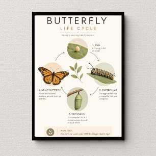 Poster Ciclo de Vida da Borboleta Ciência Educacional