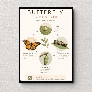 Poster Ciclo de Vida da Borboleta Ciência Educacional