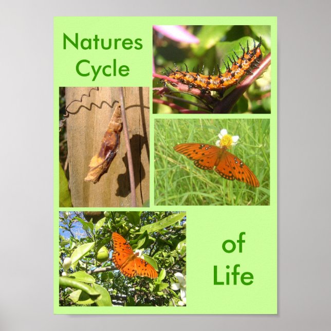 Póster Ciclo de Vida das Naturas (Frente)