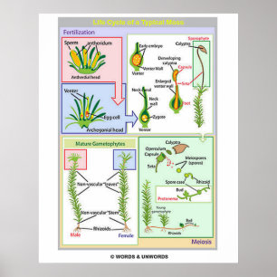 Póster Ciclo De Vida De Um Moss Típico (Bryophyte)