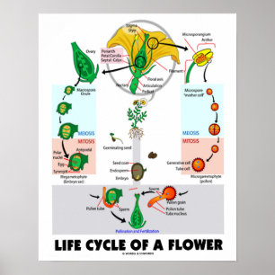 Póster Ciclo De Vida De Uma Flor (Angiosperma)