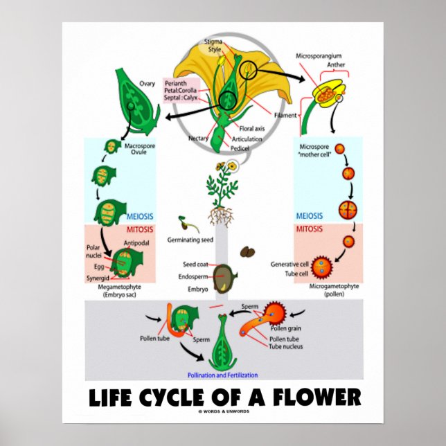 Póster Ciclo De Vida De Uma Flor (Angiosperma) (Frente)