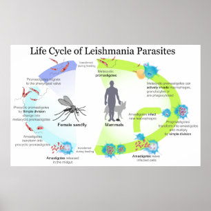 Póster Ciclo de vida dos parasita do género Leishmaniasi