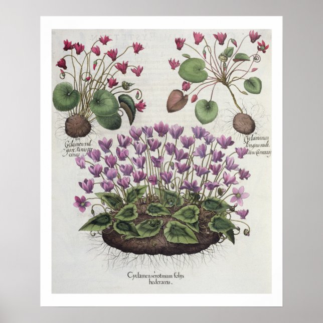 Póster Ciclomen: 1.Cyclamen serotinum foliis hederaceis; (Frente)