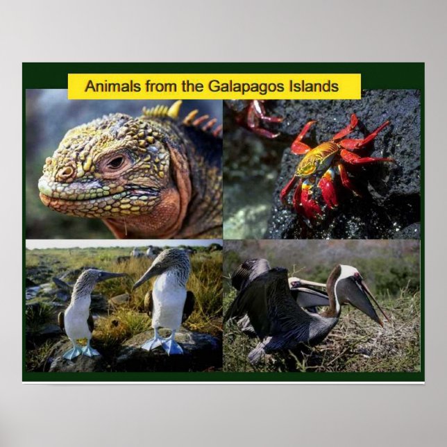 Póster Ciência, animais das Galápagos (Frente)